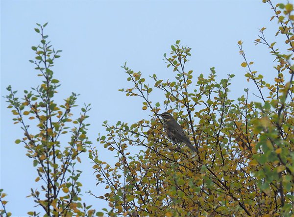these birds were very daring