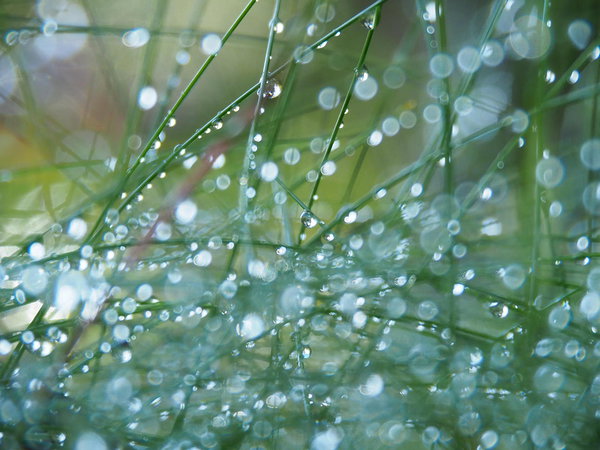 Vaglaskógur, wet grass