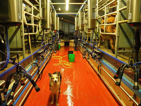milking station