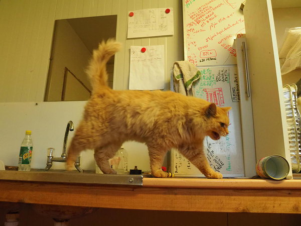 cat waiting for milk, goes and throws the can down
