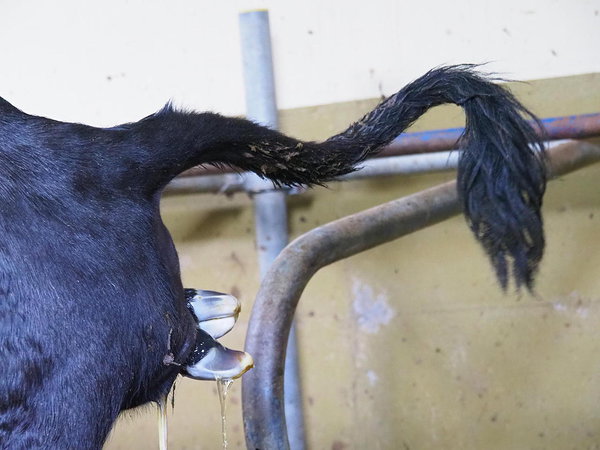 birth of a new cow