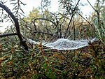 spiders catching mist pearls