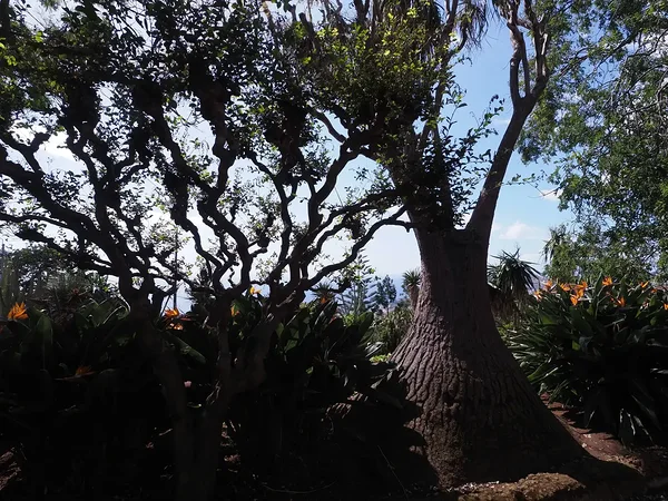 botanical garden