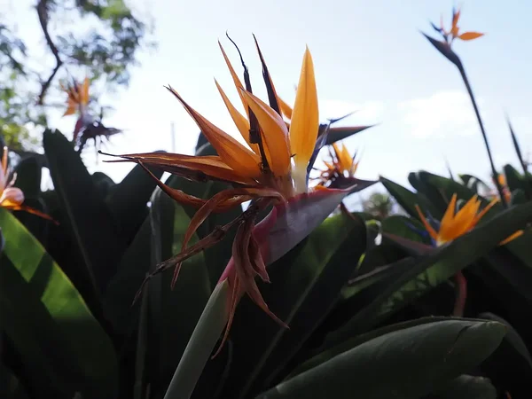 botanical garden