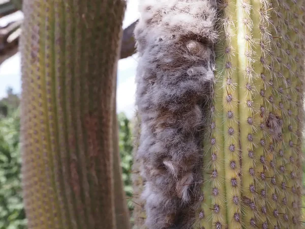 botanical garden