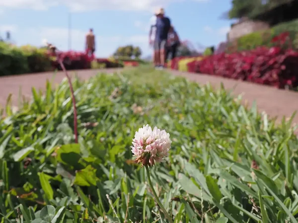 Trifolium repens