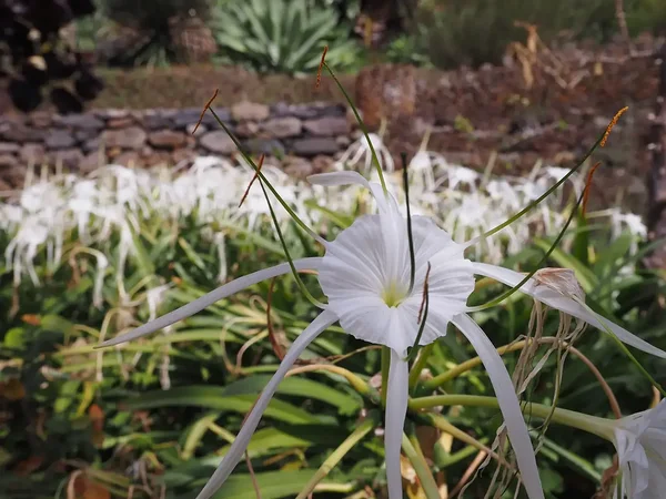 botanical garden