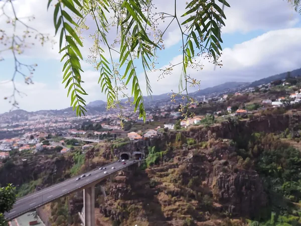 view from the botanical garden