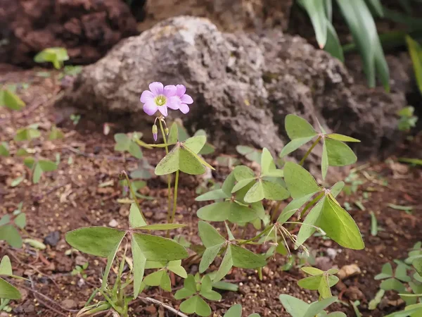 botanical garden