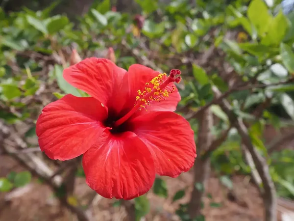 botanical garden