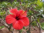 hibiskus