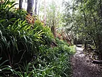 Levada da Serra do Faial