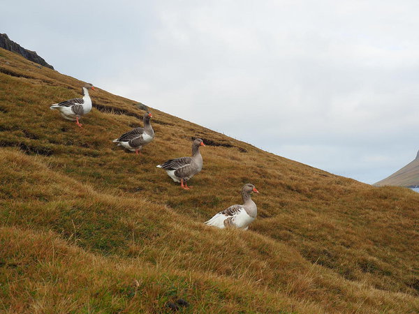 geese III, a line-up