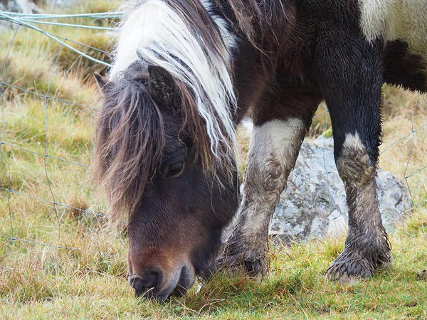 Icelandic horse