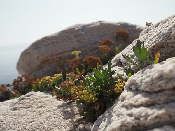 Critmum maritimum