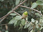 an evergreen oak