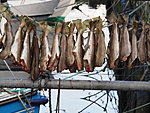 fish dries, Skopun