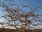 bush in Dasht-e-Kavir desert, Iran