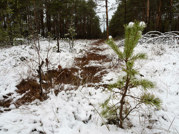 here it starts, next to this young pine