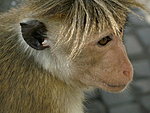 monkey in Danbulla