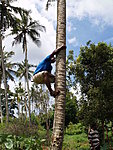 that&#x27;s tey way you ought to climb a coconut tree