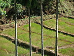 rice field near Singharaja rain forest