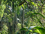 Singharaja rain forest