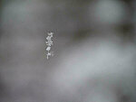 snowflakes on a spiderweb