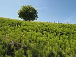osjad
