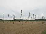 siia saagu paplid