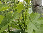 tulevased viinamarjad