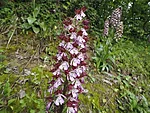 Orchis purpurea