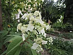 hortensia