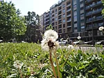 Taraxacum officinale