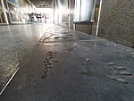 käpajäljed