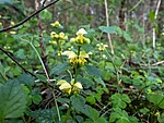 koldnõges