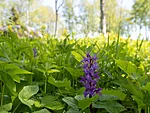 jumalakäpp