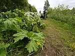 Sosnovski karuputk