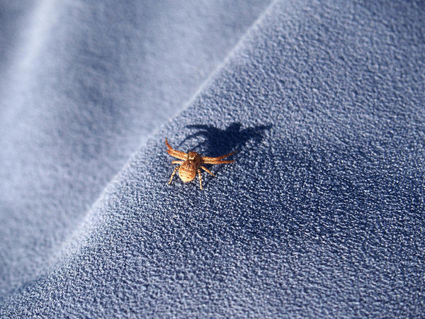 spider takes a pose