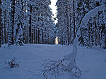 forest on Juminda peninsula, Estonia