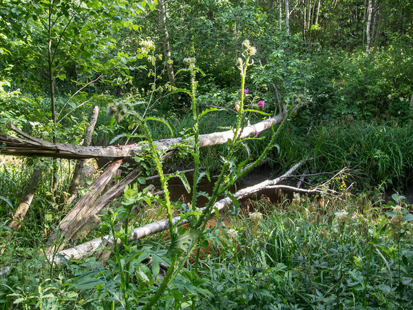 bridge over Angerja stream