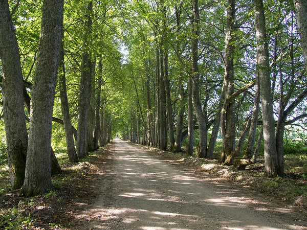 Saare mõisa allee