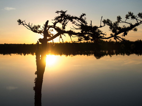 lake Mustjärv in Luhasoo bog