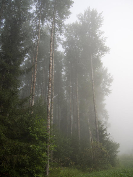 morning fog at Lõunatipu
