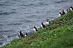 My mom asked about puffins. I only have a wide lens with me so here are two from Kalle he took on Grímsey.