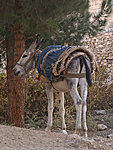 Hasankeyf donkey