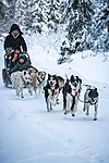 Running husky dogs in Rovaniemi Lapland Finland