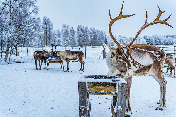 Arctic animals - Beyond Arctic Rovaniemi