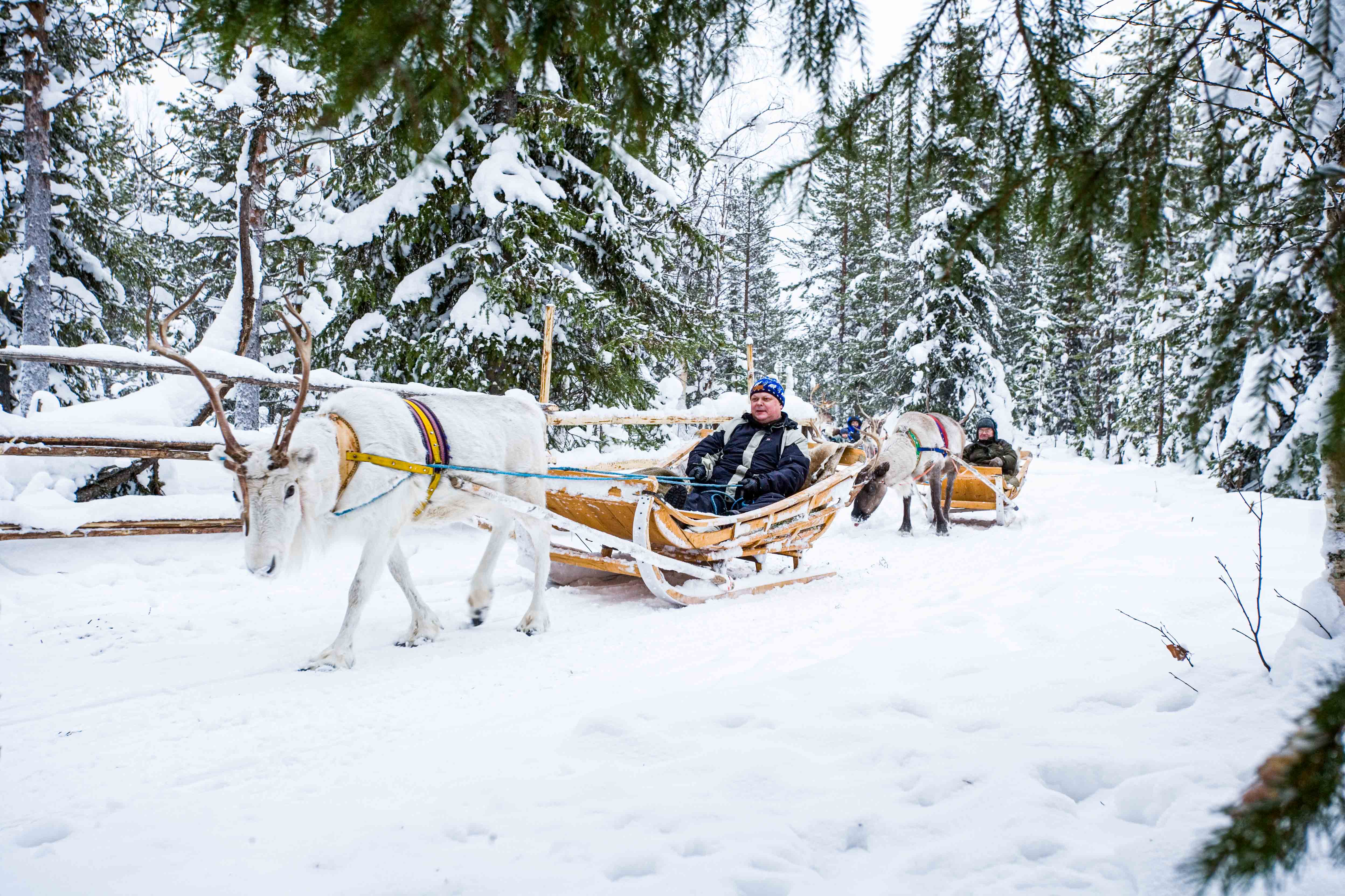 rovaniemi reindeer tour