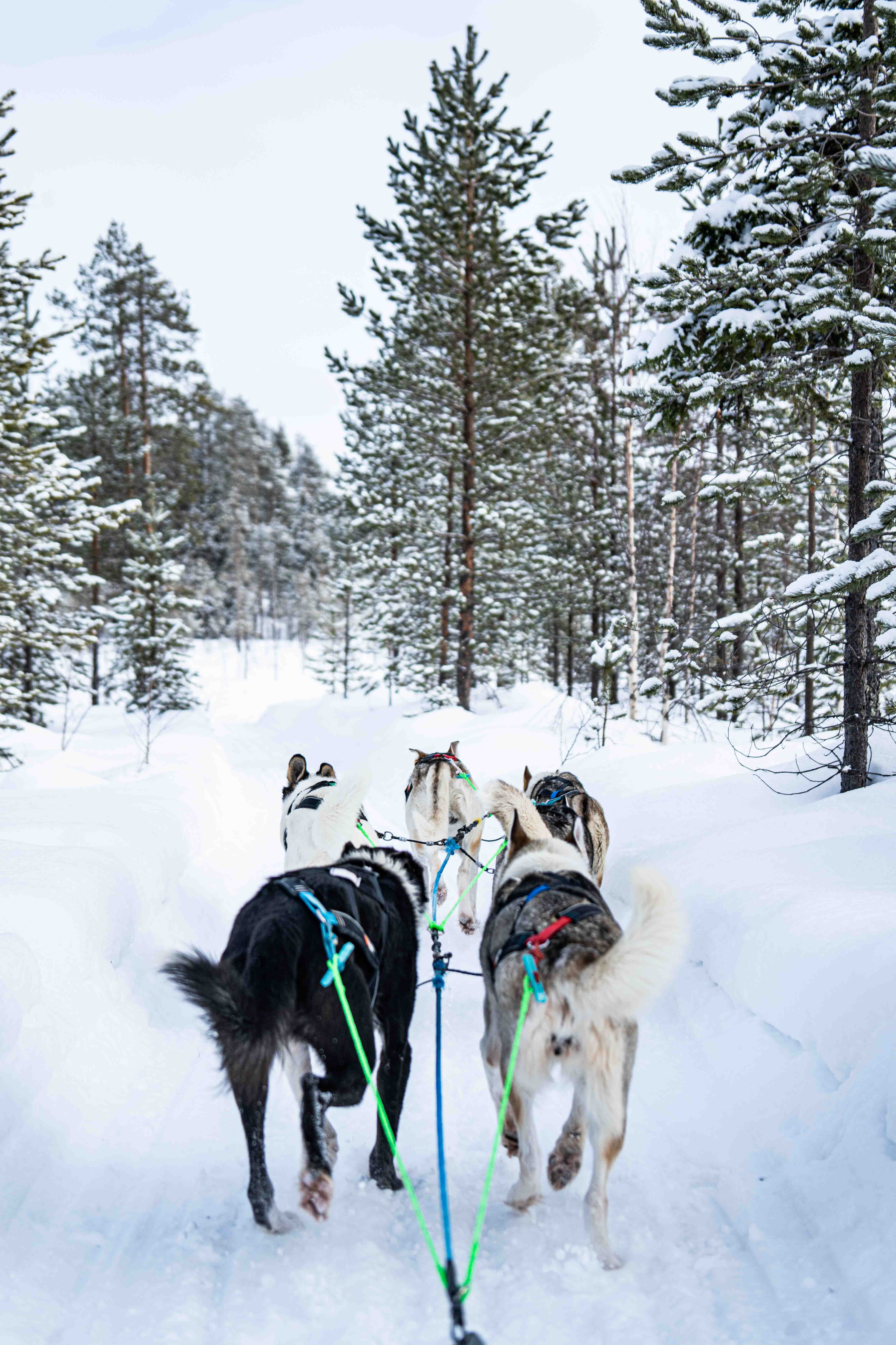 Husky Rde Running with the pack – Husky Kennel visit with 5 KM sled Ride